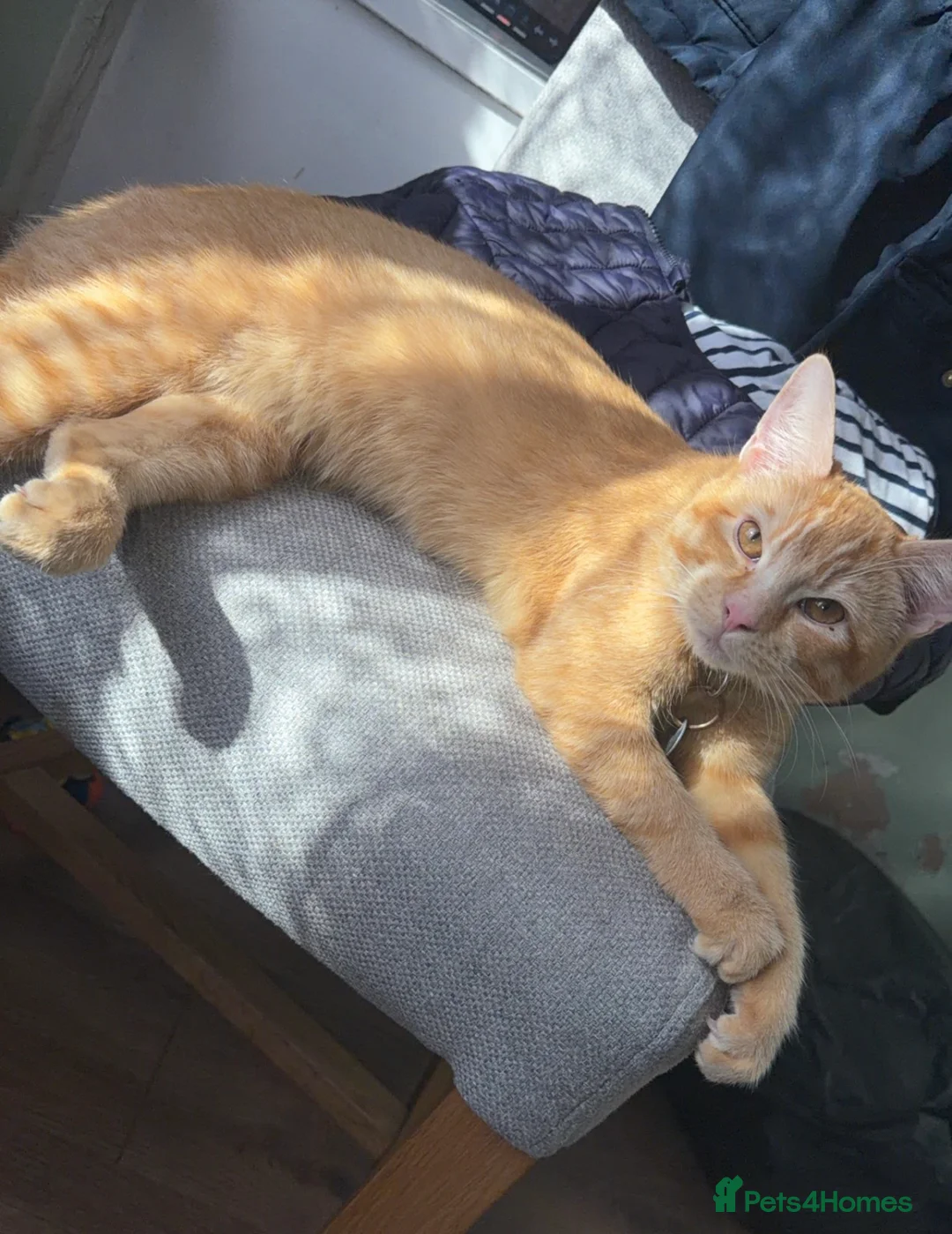 British Shorthair cats for sale: Ginger tabby short hair cat 8 months  - Advert 1