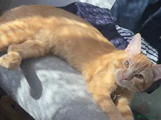 British Shorthair cats Ginger tabby short hair cat 8 months - Advert 6