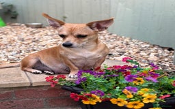 Mixed Breed dogs for sale: Jack Russell x chi puppies for sale  - Image 10