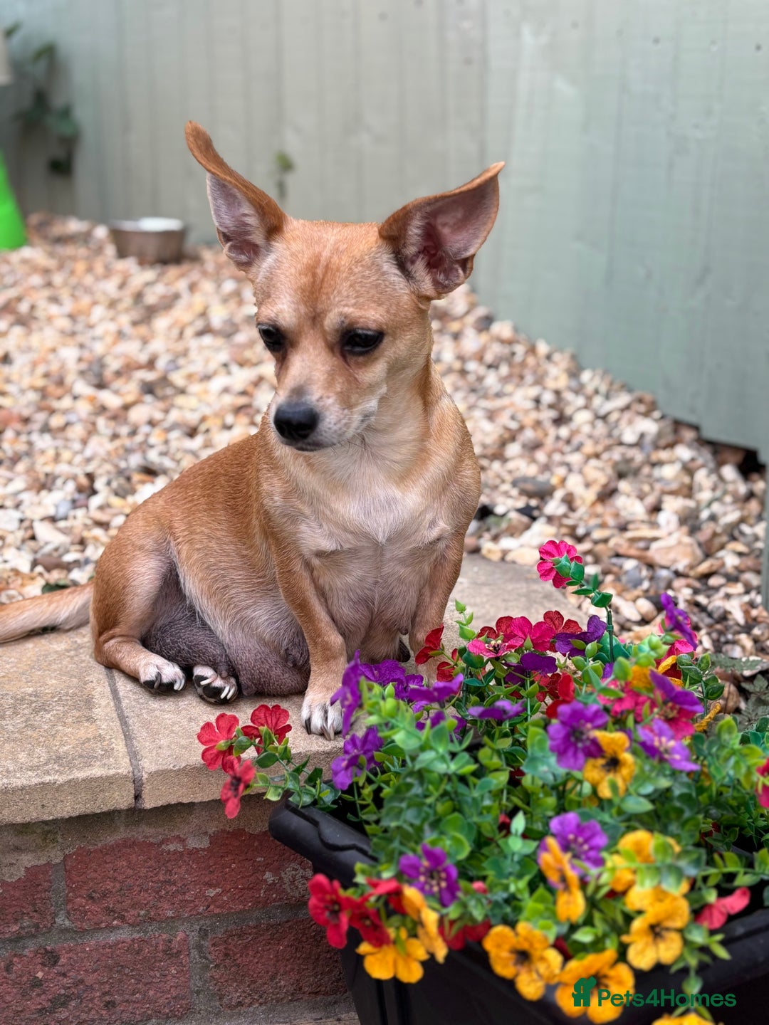 Mixed Breed dogs for sale: Jack Russell x chi puppies for sale  - Image 10