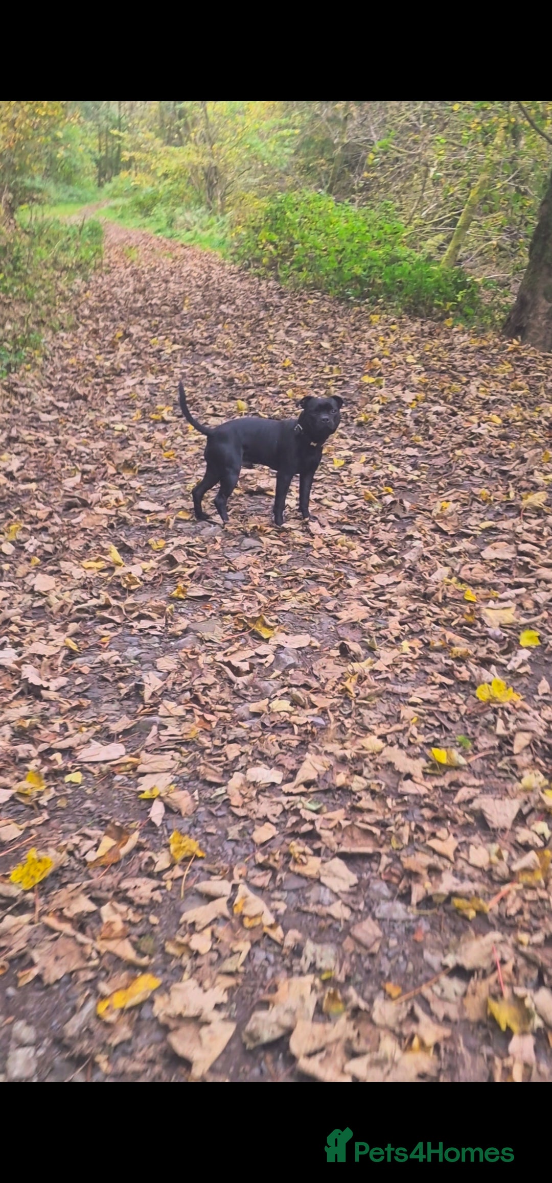 Staffordshire Bull Terrier dogs for sale: Staffordshite bull terrier - Advert 5