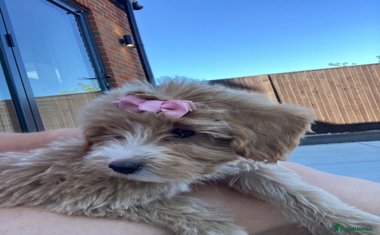 Cockapoo dogs - Advert 1