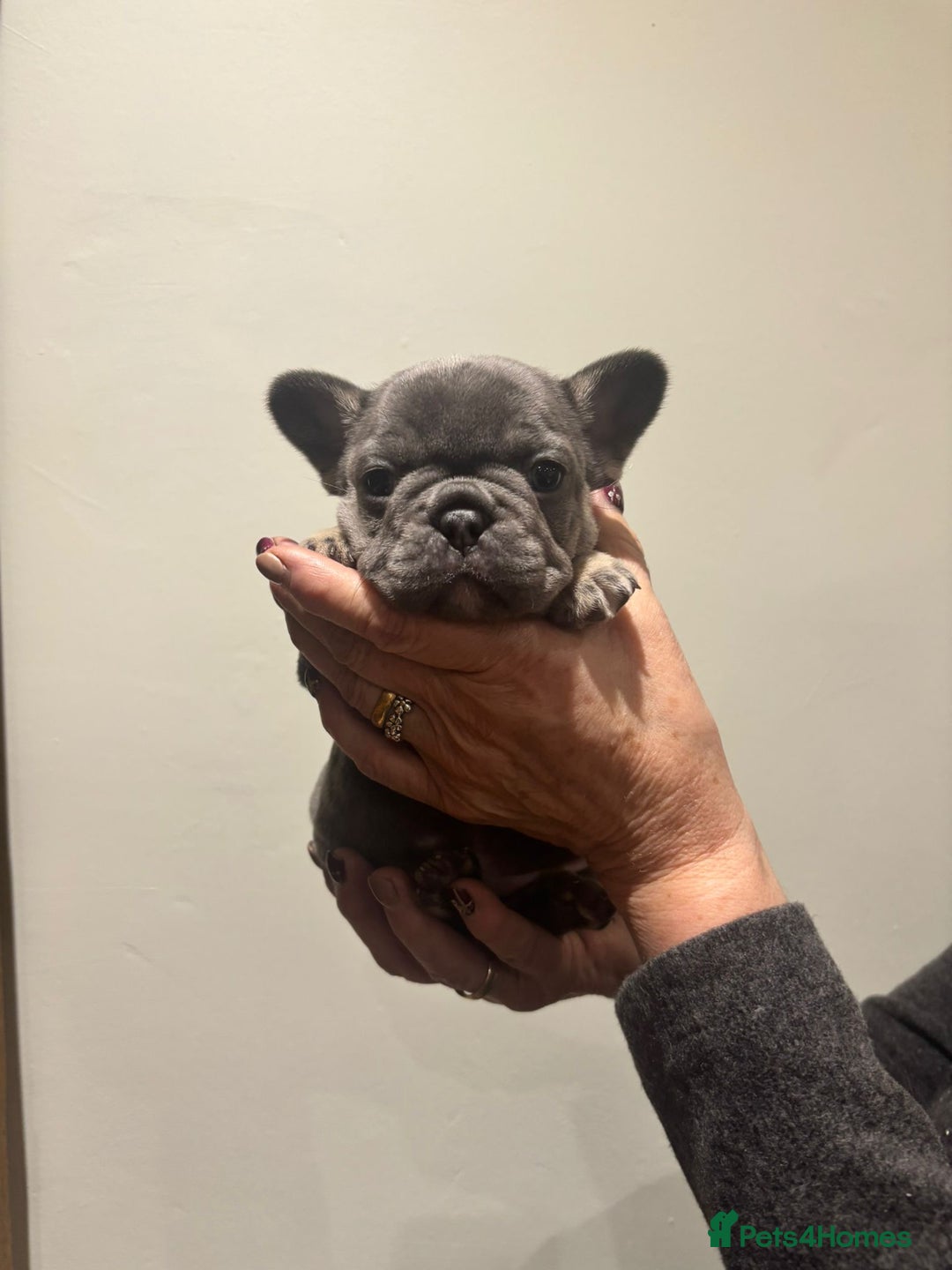 French Bulldog dogs for sale: french bulldog puppies - Advert 6