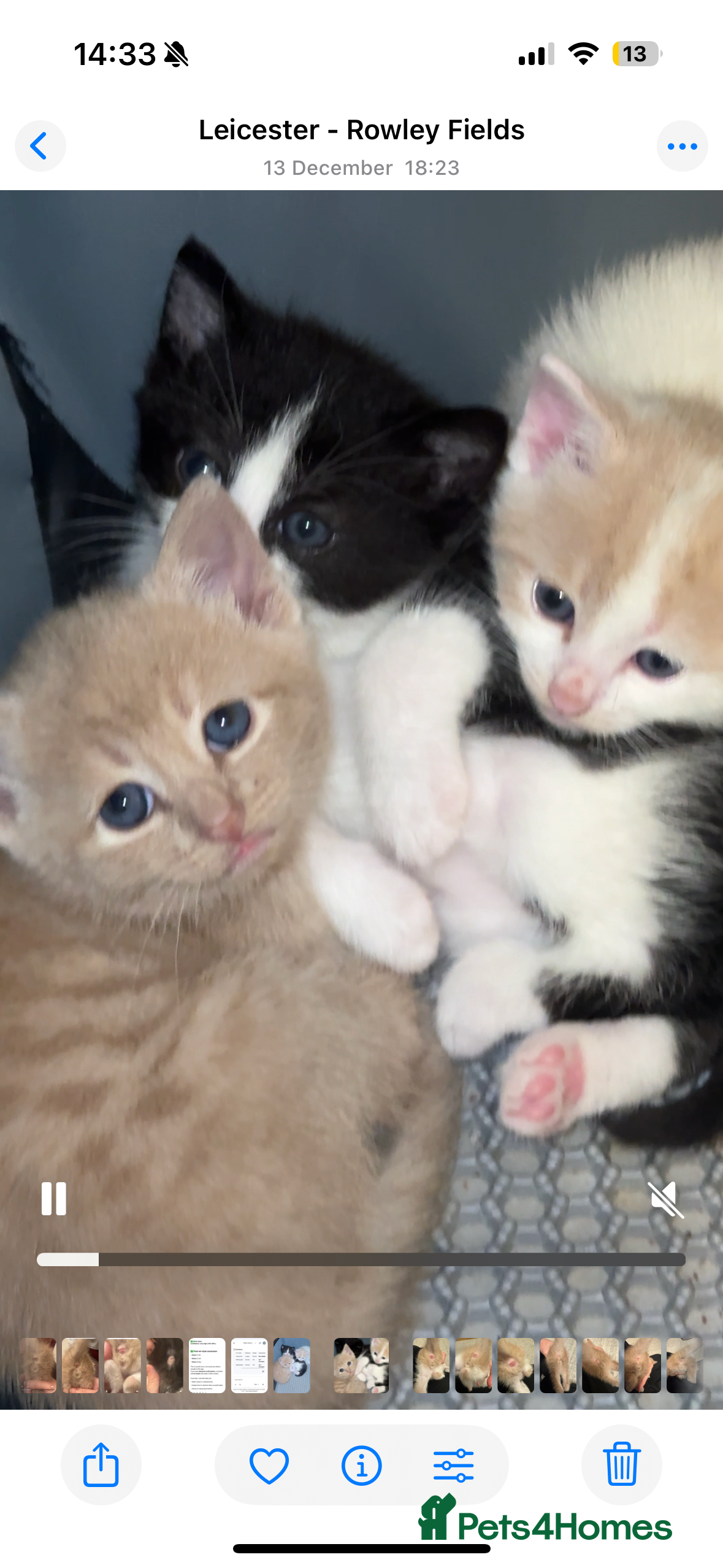 Mixed Breed cats 3 Beautiful kittens available - Advert 1