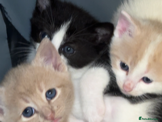 Mixed Breed cats 3 Beautiful kittens available - Advert 1