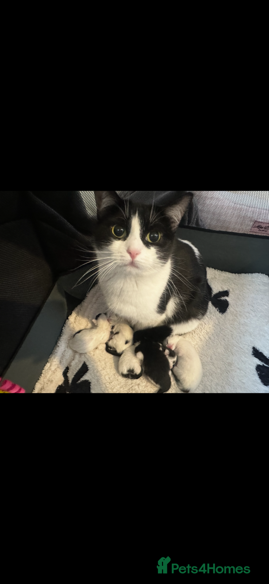Mixed Breed cats 5 beautiful black and white kittens.READY TO GO!!  - Advert 1