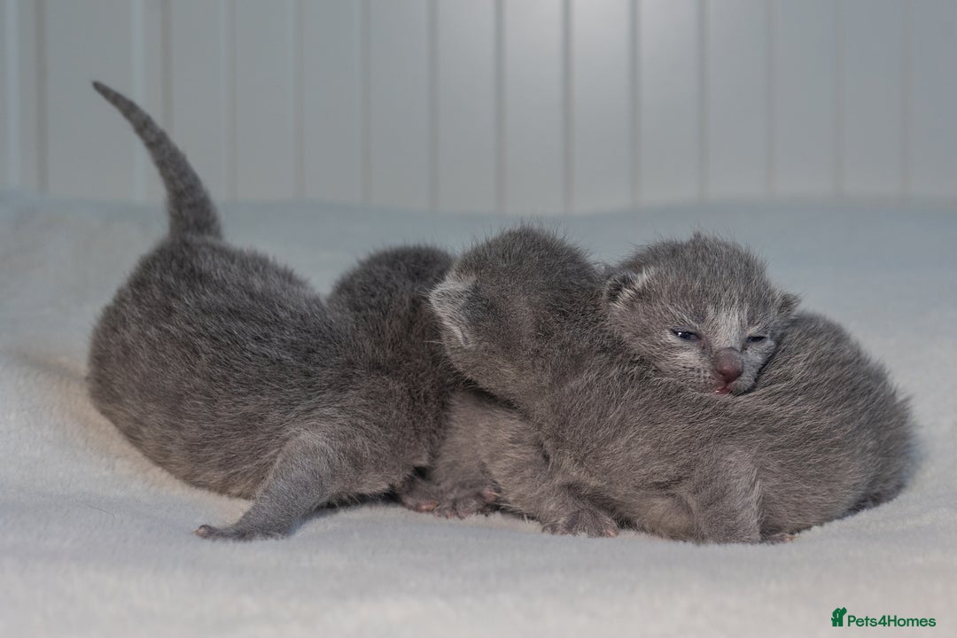 Russian Blue cats for sale: ✨ Exceptional TICA  Russian Blue Kittens Available - Advert 7