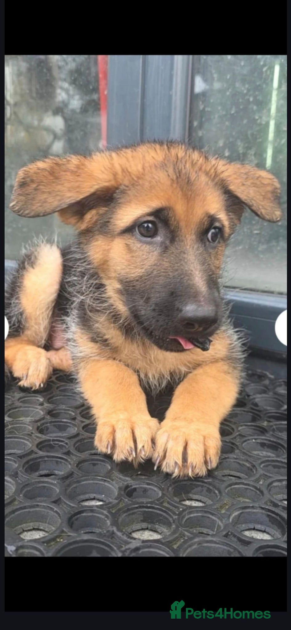 German Shepherd dogs Stunning german shepherd puppies for sale! - Advert 15