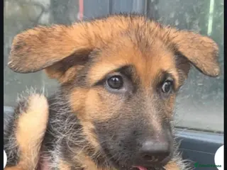 German Shepherd dogs Stunning german shepherd puppies for sale! - Advert 15