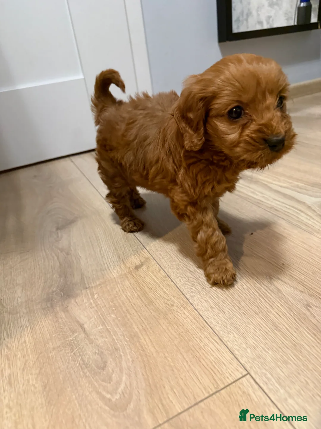 Cavapoo dogs for sale: Ruby ready too collect  - Advert 2