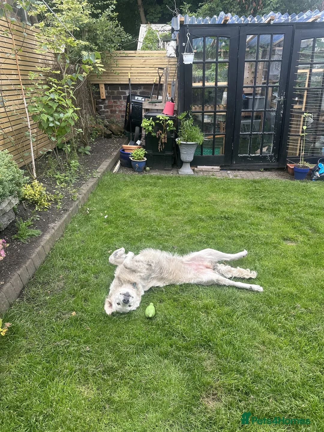 Golden Retriever dogs for sale: Loving Home Wanted for Penny  - Advert 5