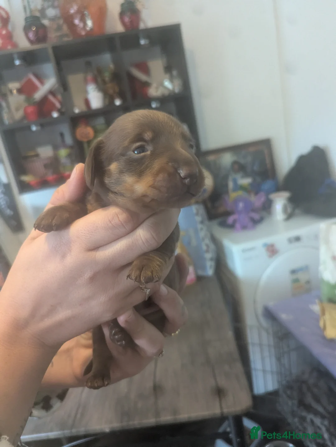 Miniature Dachshund dogs for sale: Beautiful miniature dash hounds  in Swansea - Advert 2