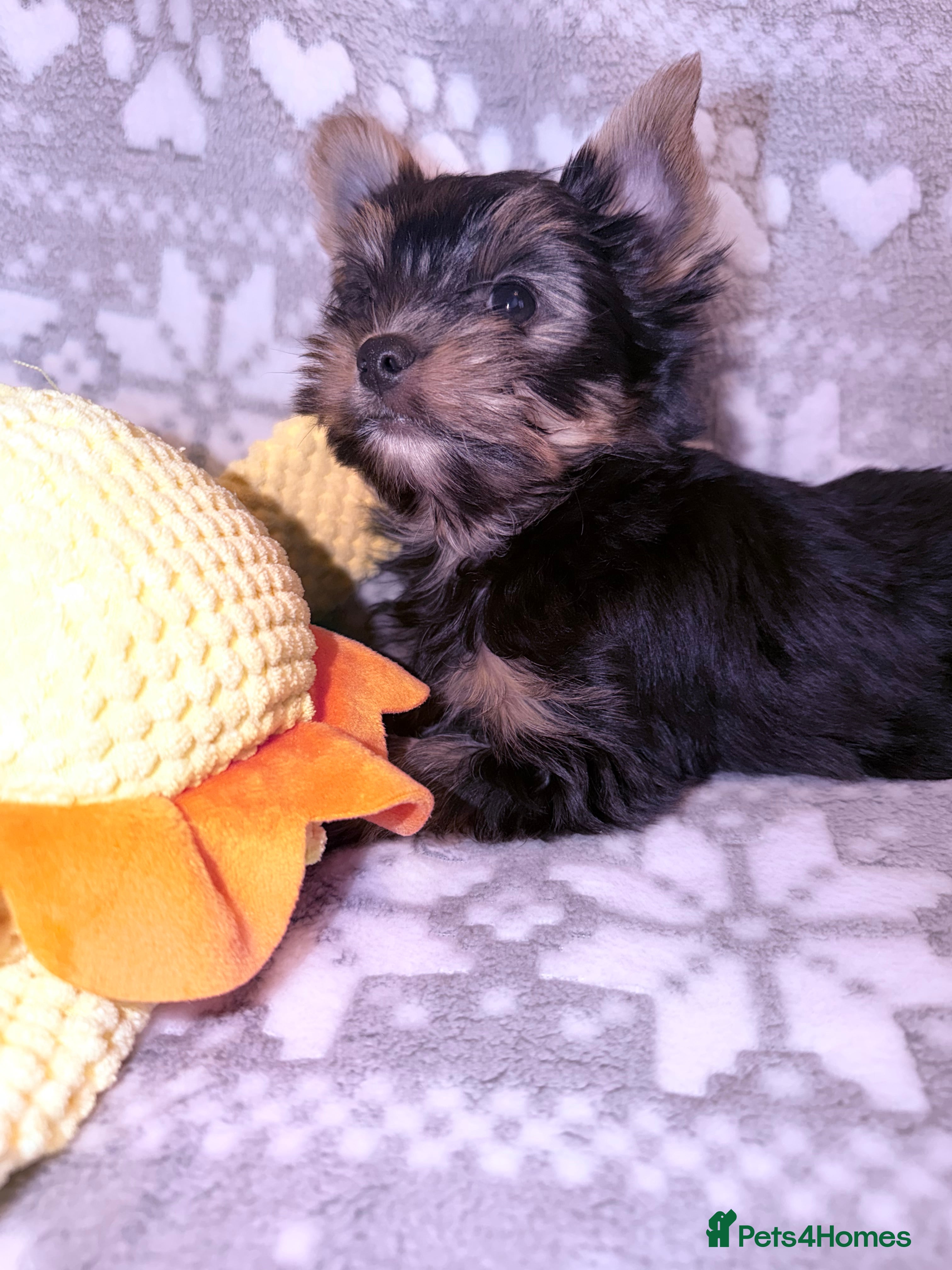 Yorkshire Terrier dogs Ready Now Last Small Boy Yorkshire Terrier  - Advert 3