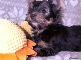 Yorkshire Terrier dogs Ready Now Last Small Boy Yorkshire Terrier - Advert 8