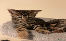 Bengal cats for sale: gorgeous pure bengal kittens  - Image 16