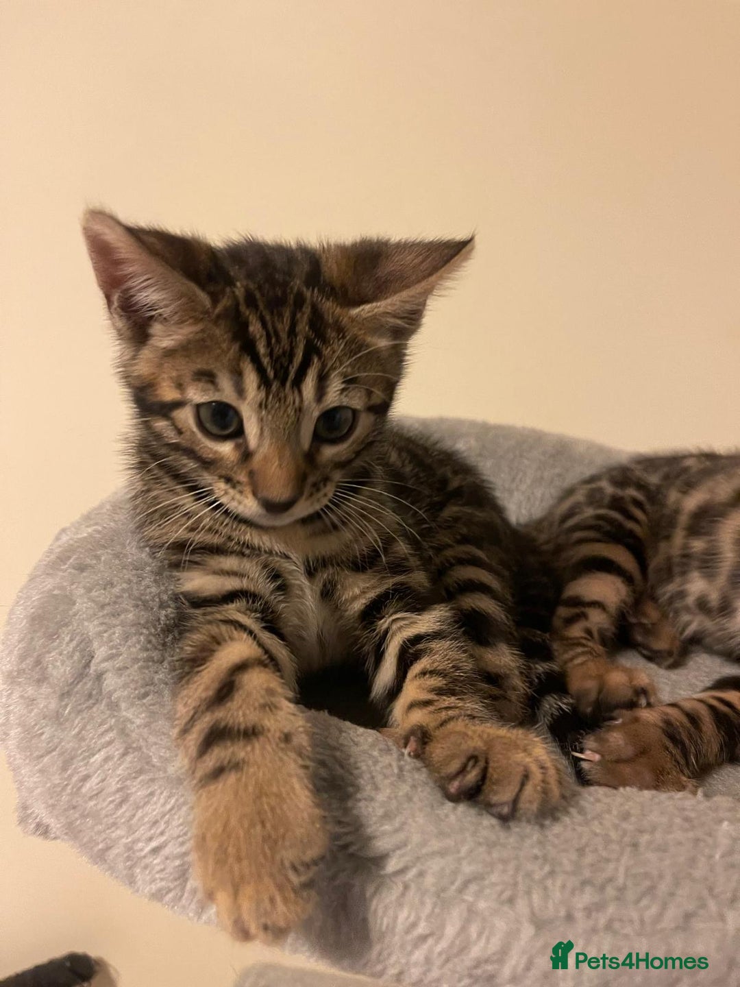 Bengal cats for sale: gorgeous pure bengal kittens  - Image 16