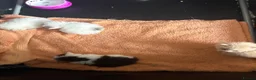 Mixed Breed cats for sale: 4 Beautiful long haired boys - Advert 4