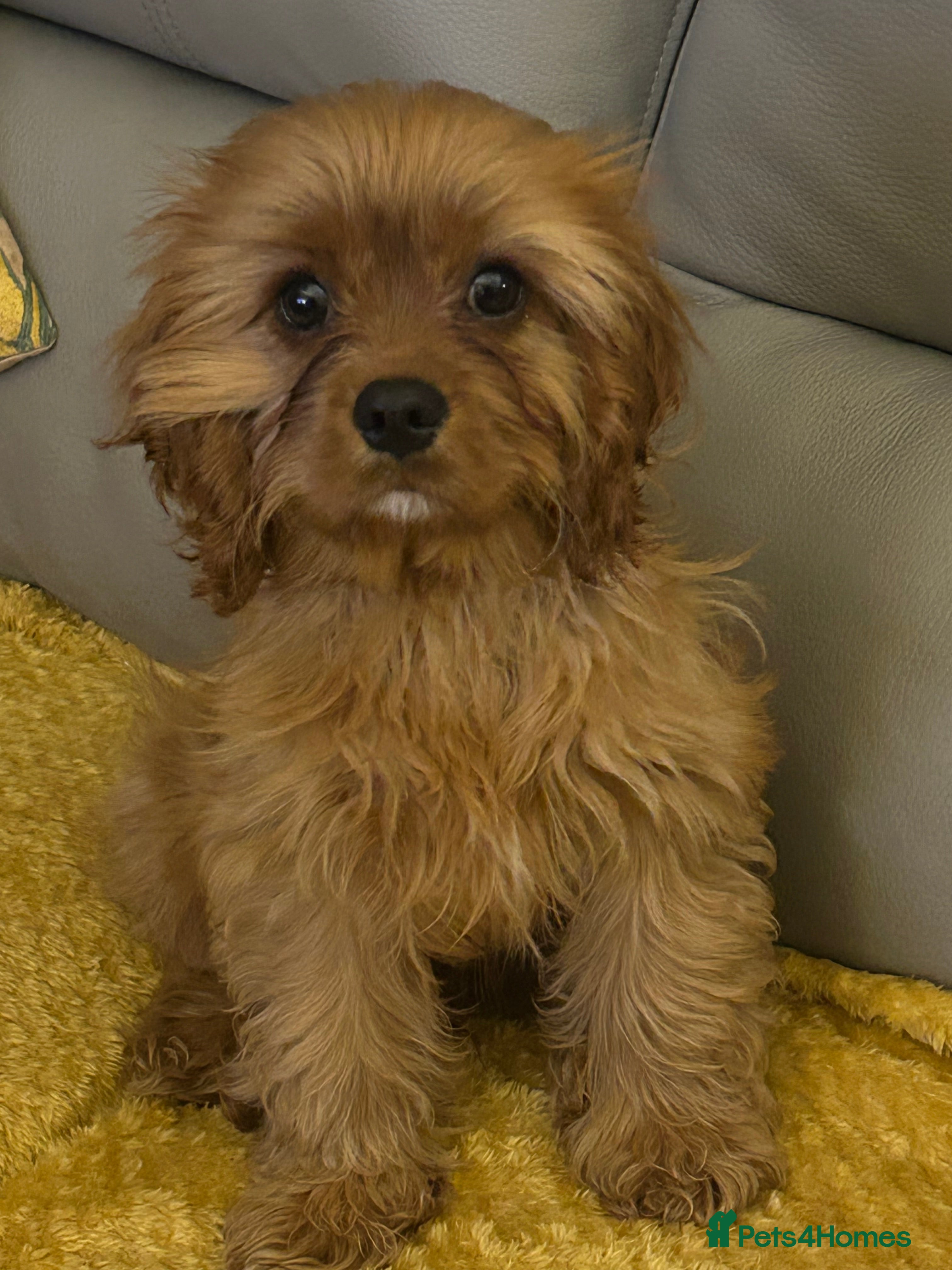 Cavalier King Charles Spaniel dogs Cavalier King Charles male kc reg - Advert 1