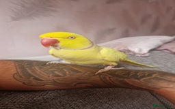 Parakeets birds for sale: Indian ring neck  - Image 6