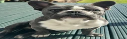 French Bulldog dogs for stud: Winston  in Hull - Advert 2