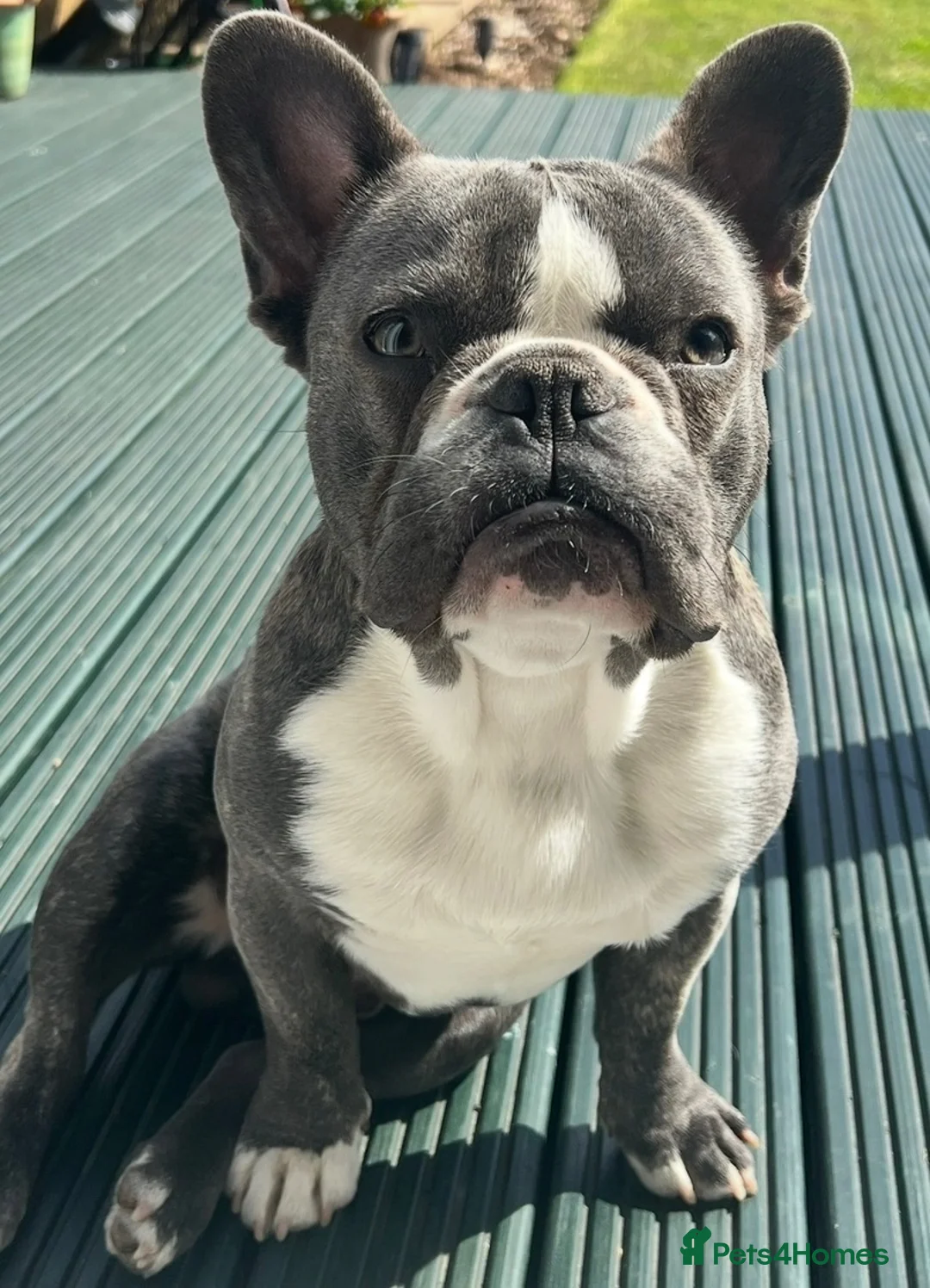 French Bulldog dogs for stud: Winston  in Hull - Advert 2