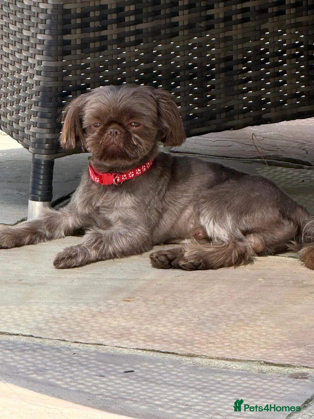 Shih Tzu dogs for stud: Stunning imperial chocolate shih Tzu - Advert 2