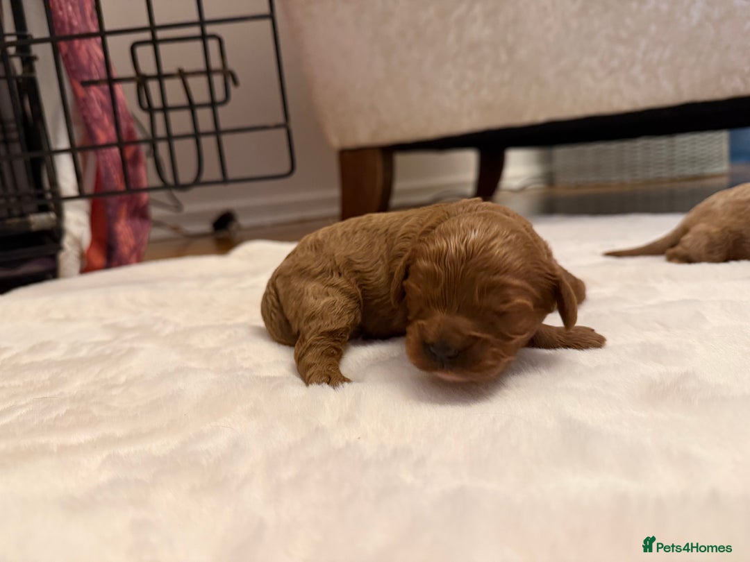 Cavapoo dogs for sale: F1 cavapoo puppies fully health tested - Advert 5