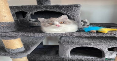 British Shorthair cats - Advert 3