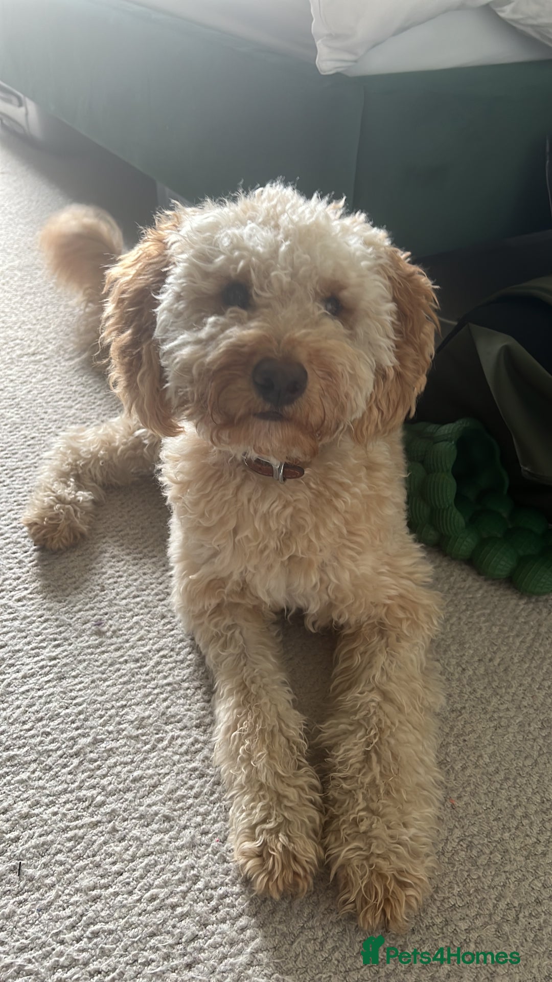 Goldendoodle dogs for sale: Francois the Goldendoodle  - Advert 2