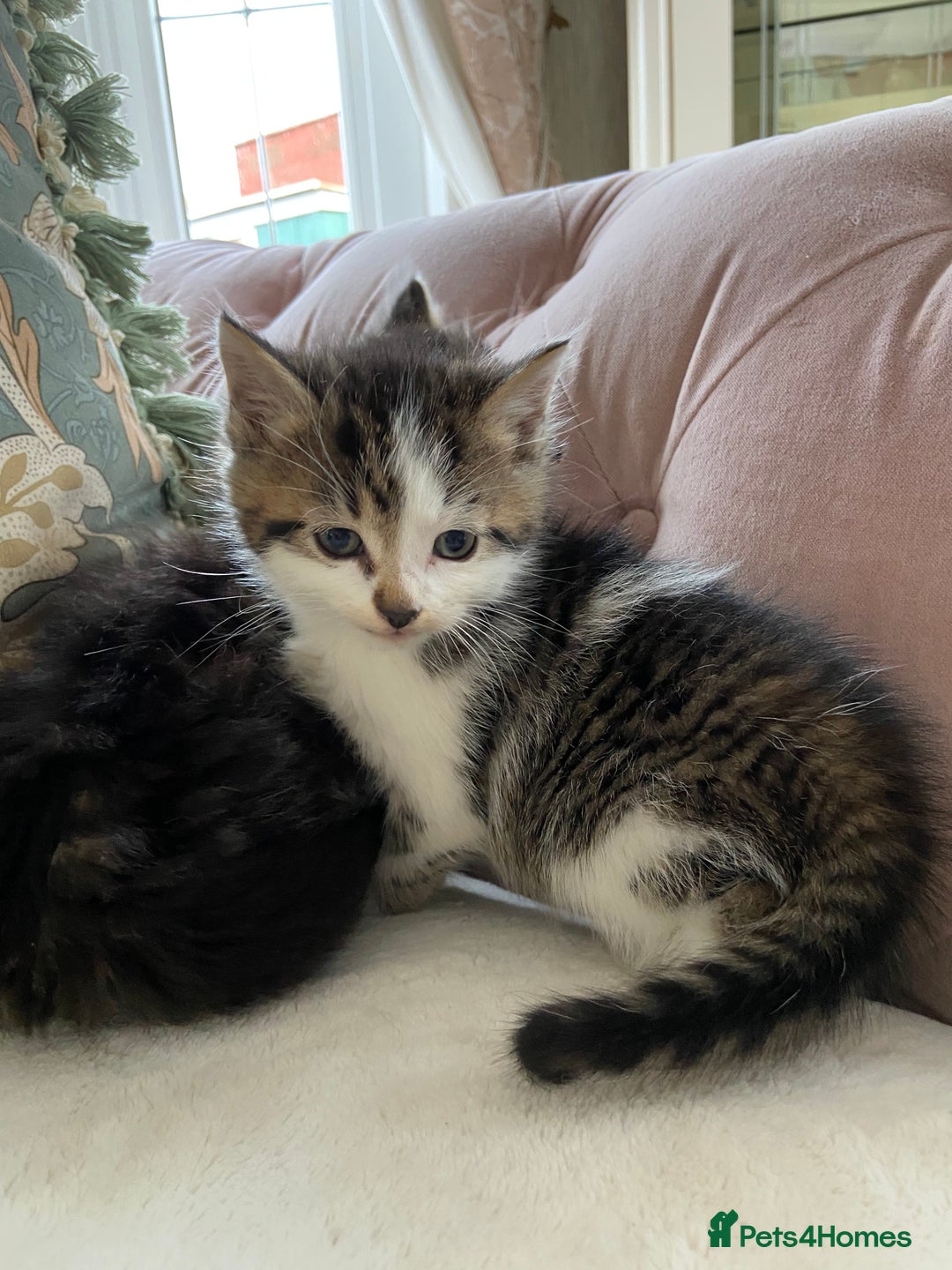 Mixed Breed cats for sale: Girl kittens  - Advert 5