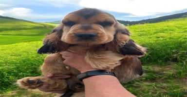 Cocker Spaniel dogs in Gainsborough - Advert 2