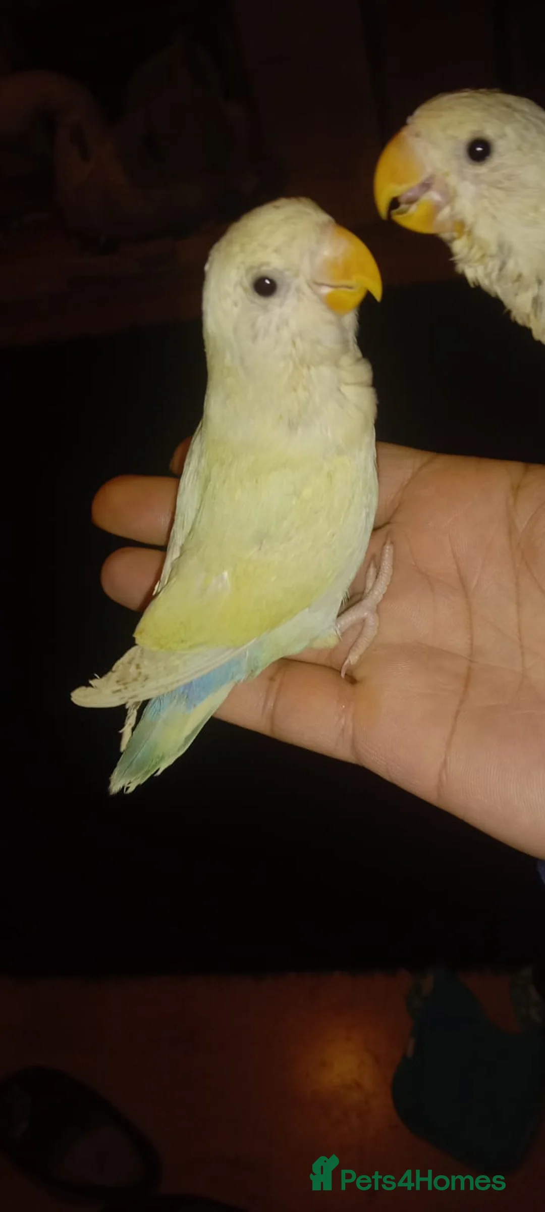 Lovebirds birds for sale: 8 tame lovebirds  - Advert 2