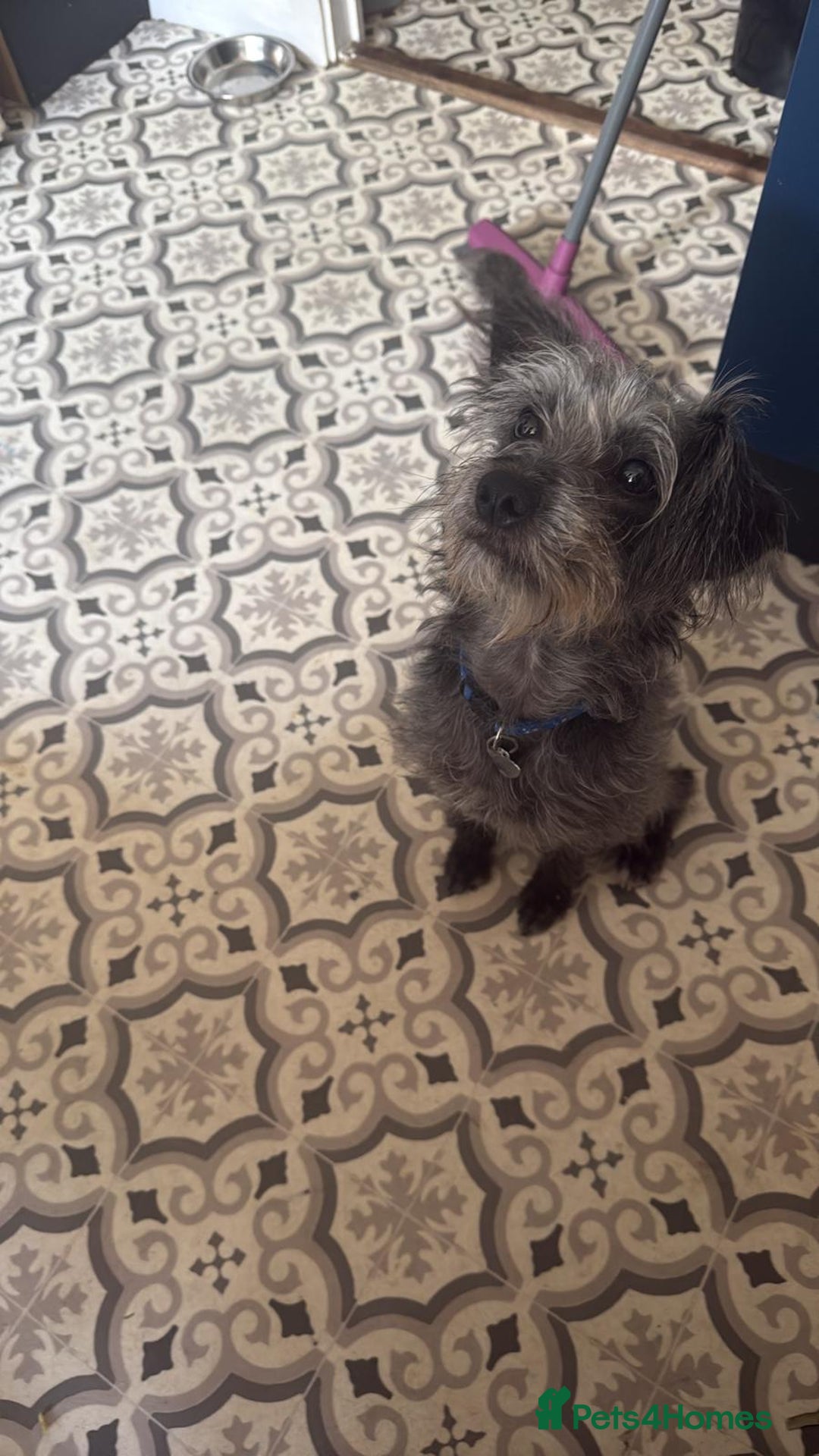 Mixed Breed dogs for sale: Lulu  - Advert 2