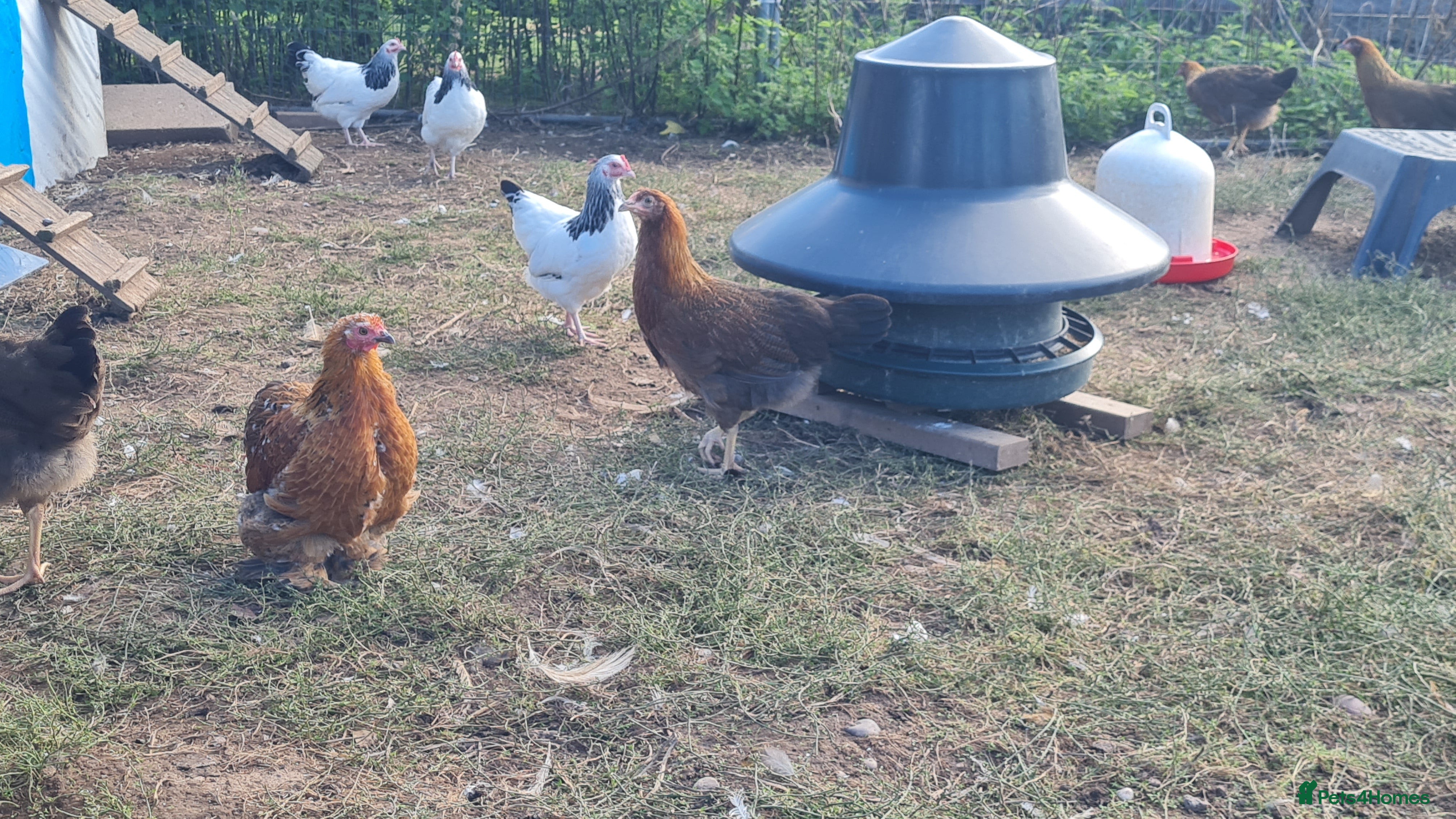 Chickens poultry Large fowl welsummer pullets  - Advert 3