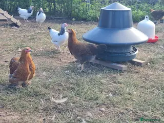 Chickens poultry Large fowl welsummer pullets - Advert 3