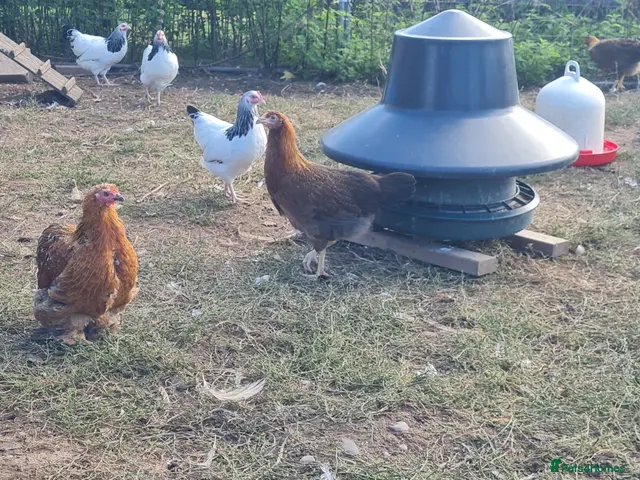 Chickens poultry Large fowl welsummer pullets - Advert 23