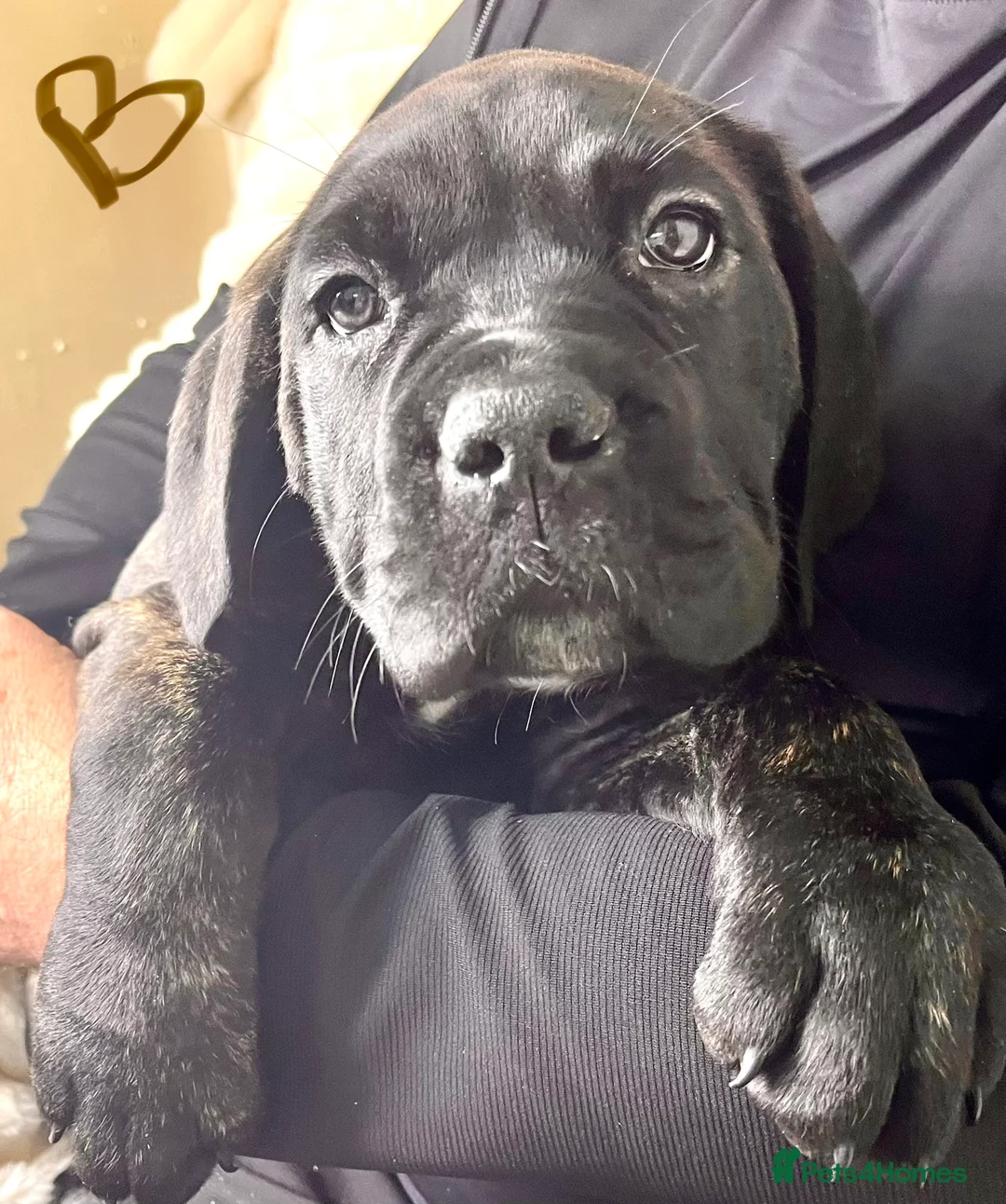 Cane Corso dogs for sale: Cane Corso Puppies Full pedigree  - Advert 15