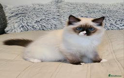 Ragdoll cats for sale: Boy Purebred Ragdolls – Loving Homes Needed - Image 4