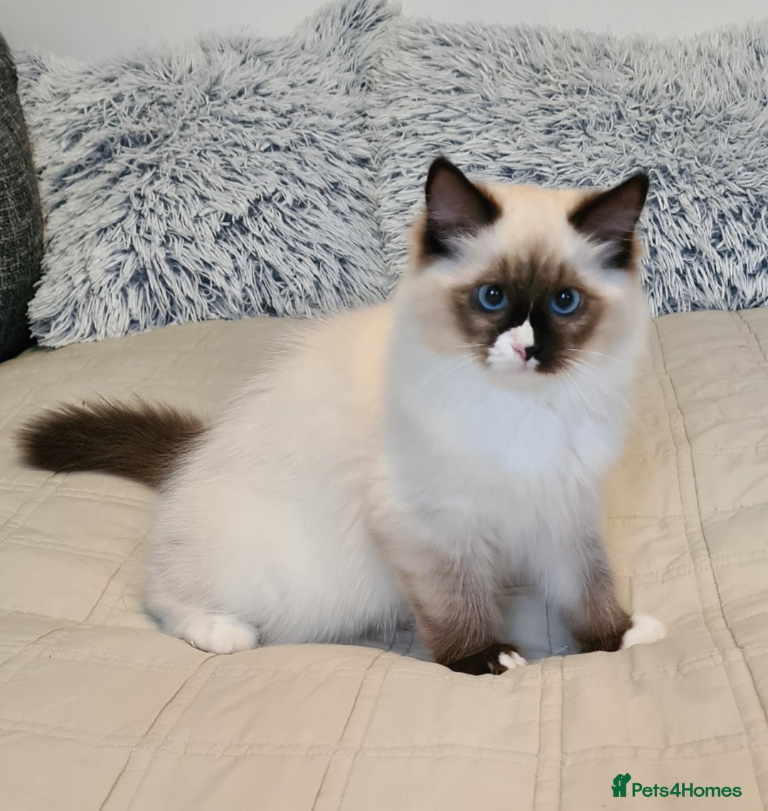 Ragdoll cats for sale: Boy Purebred Ragdolls – Loving Homes Needed - Image 4