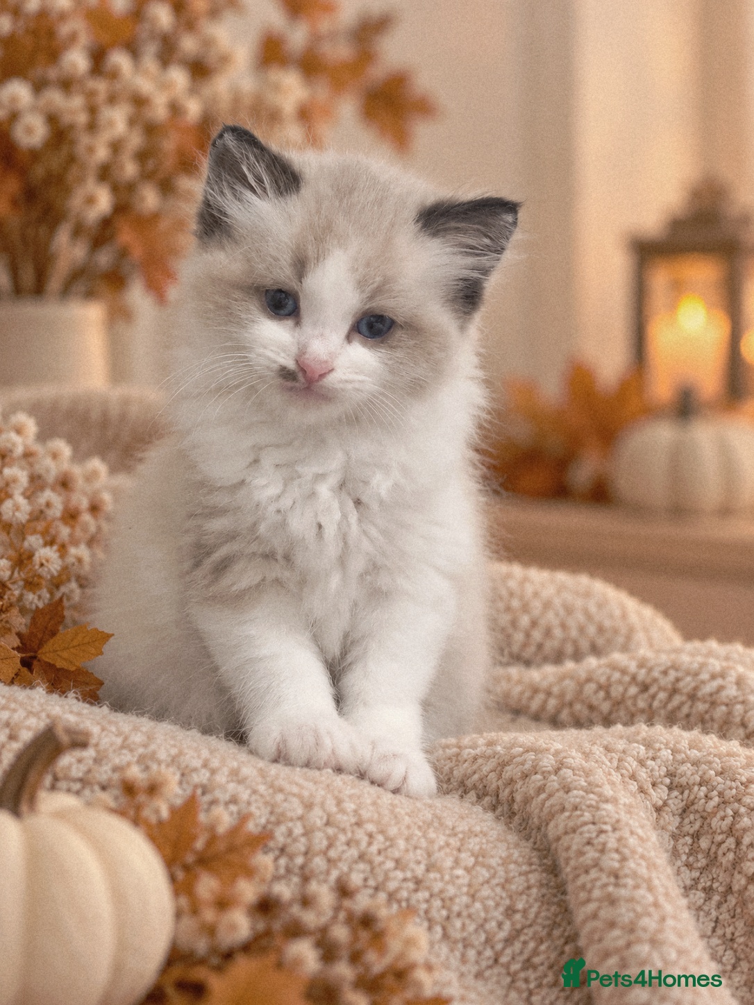 Ragdoll cats 🐾 Beautiful Ragdoll Kittens looking for homes 🐾 - Advert 2