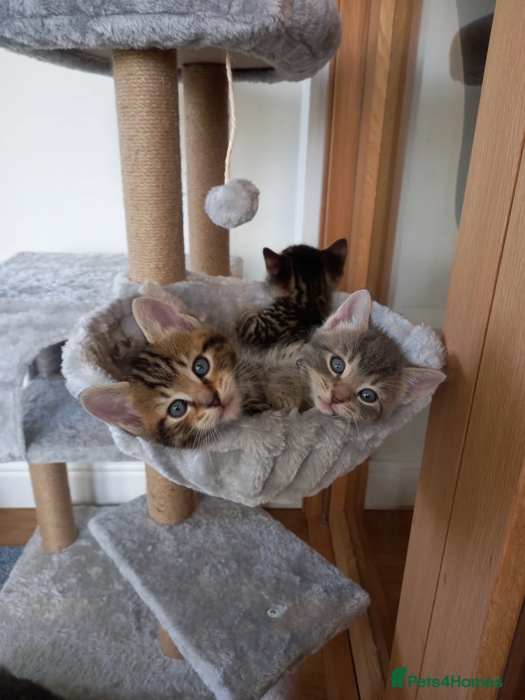 Mixed Breed cats for sale: Striking mixed breed kittens in Leamington Spa - Advert 10