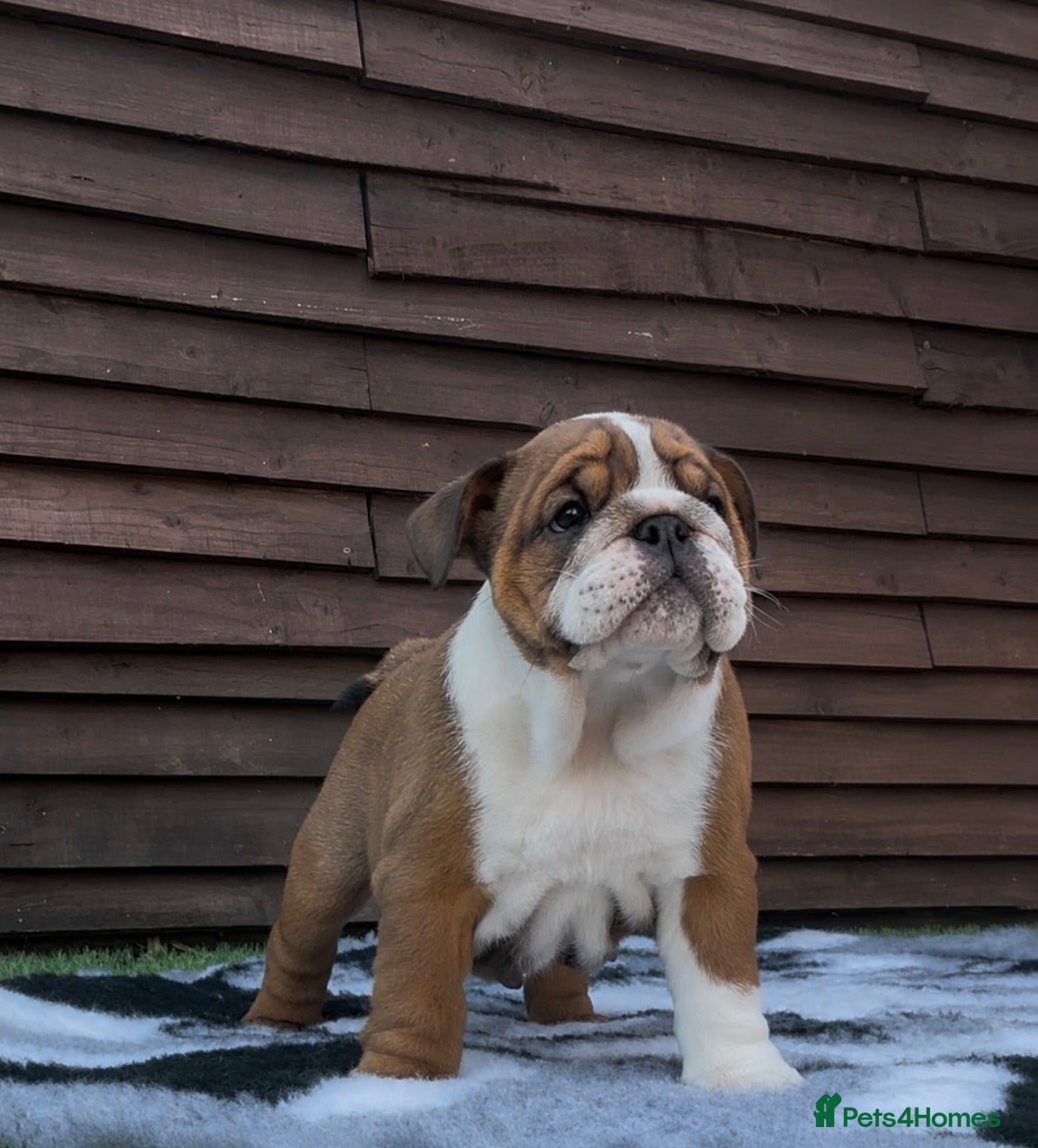 English Bulldog dogs MULTI CH sired english bulldog puppies - Advert 2