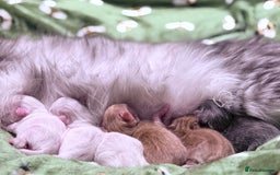 Maine Coon cats for sale: ANDERPRIDE HAVE KITTENS- INTEREST  OPEN  - Image 12