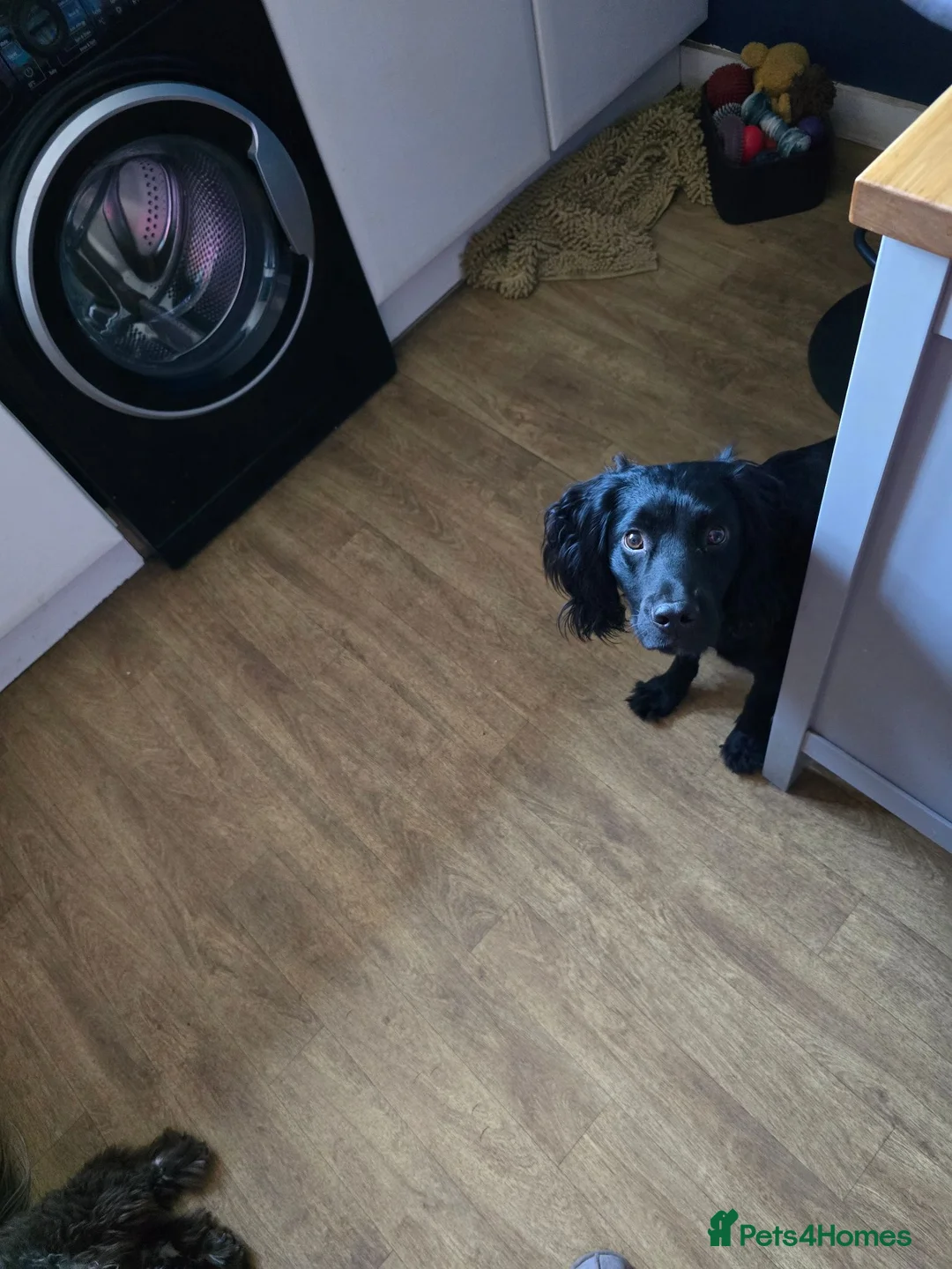Cockerdor dogs for sale: Cooper in Colchester - Advert 11