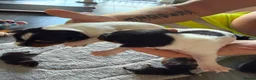 Jack Russell dogs for sale: Jack russel puppy’s  - Advert 8