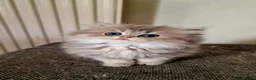 British Shorthair cats for sale: 🌟GCCF registred kittens 🌟 - Advert 28