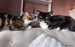 Mixed Breed cats for sale: Cat for a loving home  - Image 3