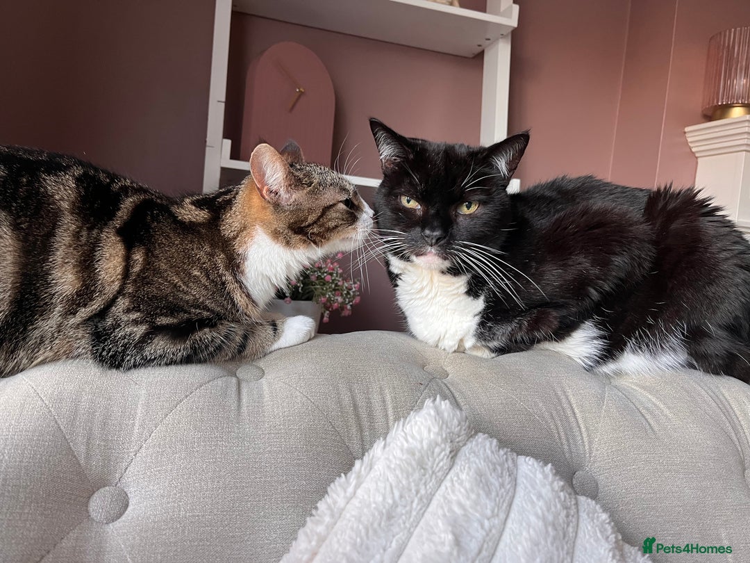 Mixed Breed cats for sale: Cat for a loving home  - Image 3