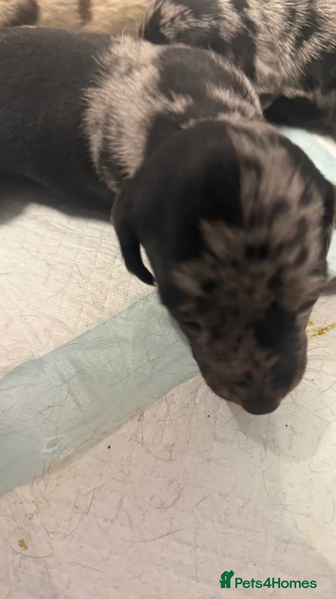 Miniature Dachshund dogs for sale: Gorgeous little sausages ready to leave  in Coleford - Advert 2