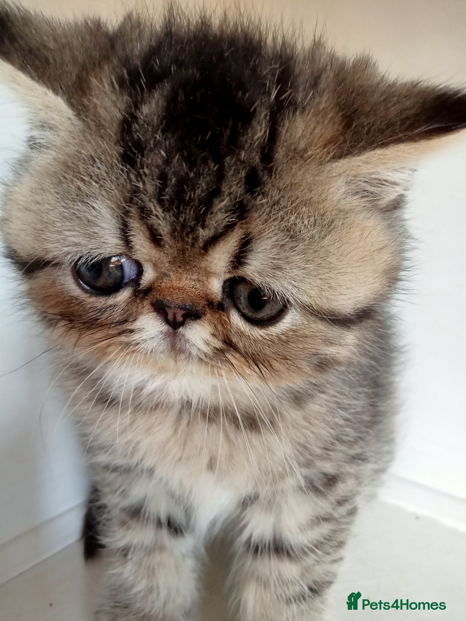 Exotic cats Stunning Tortie - Advert 2